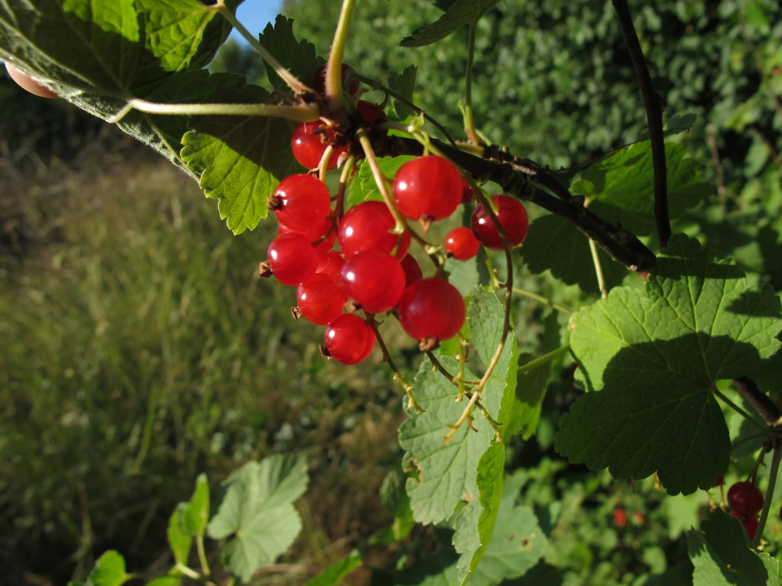 En enkelt ribsbusk er der sørme også
