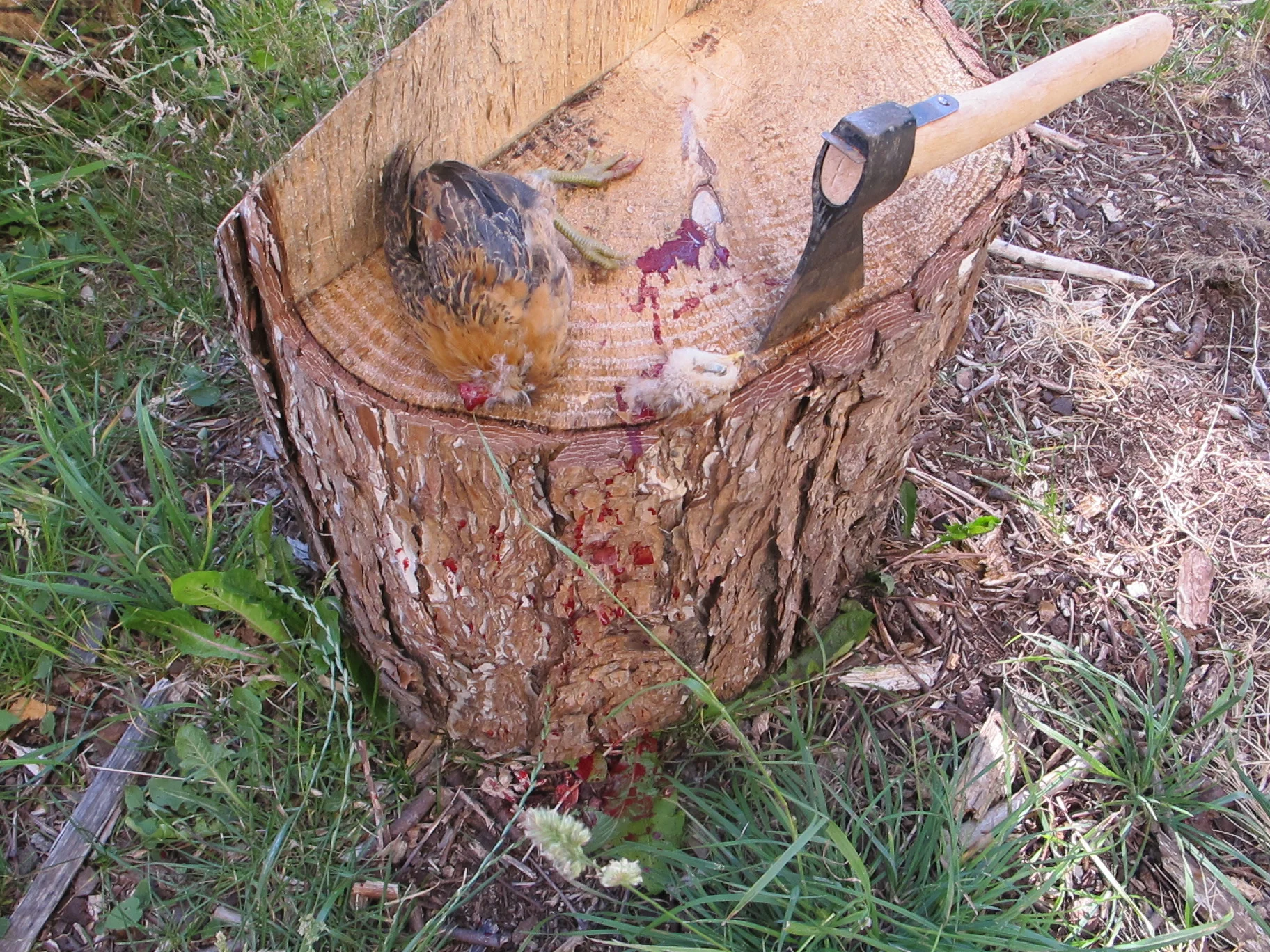 #24 Øksesving og økologi