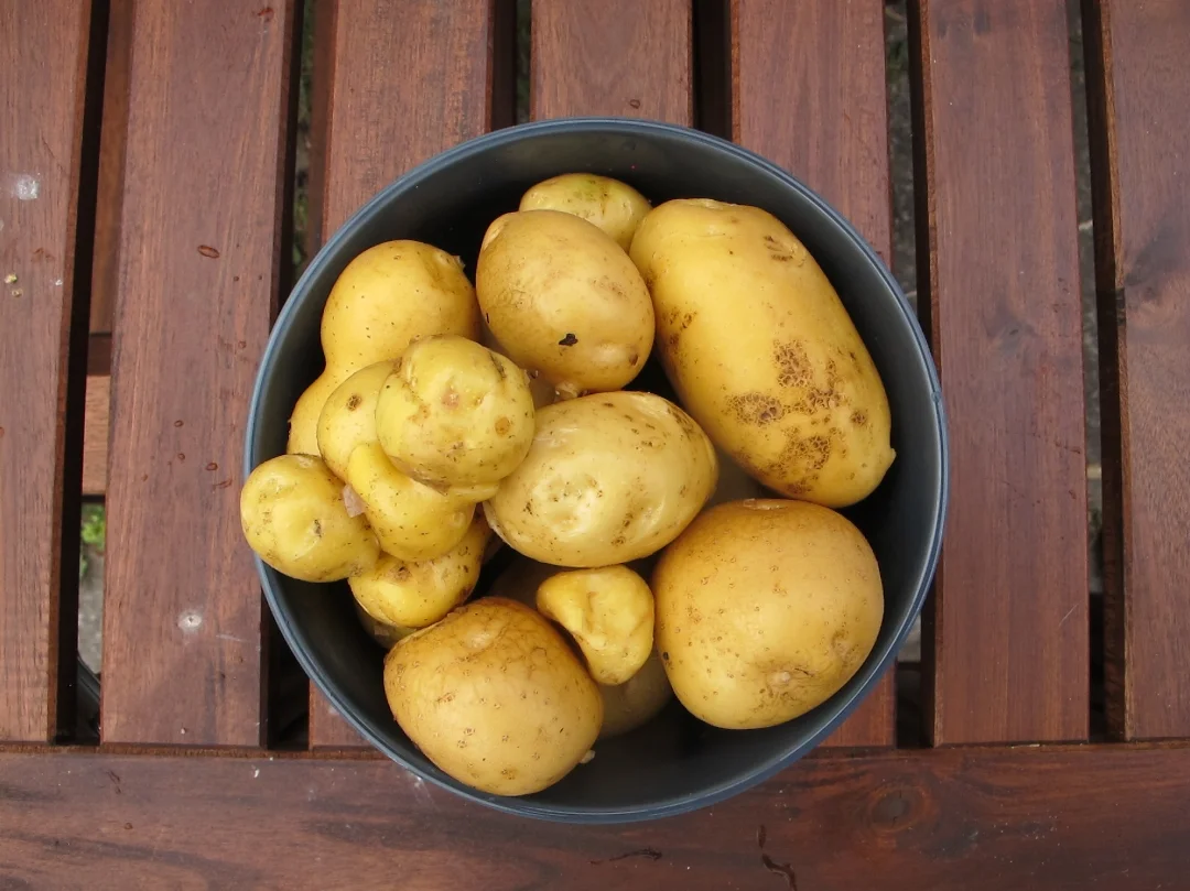 #25 Den første høst