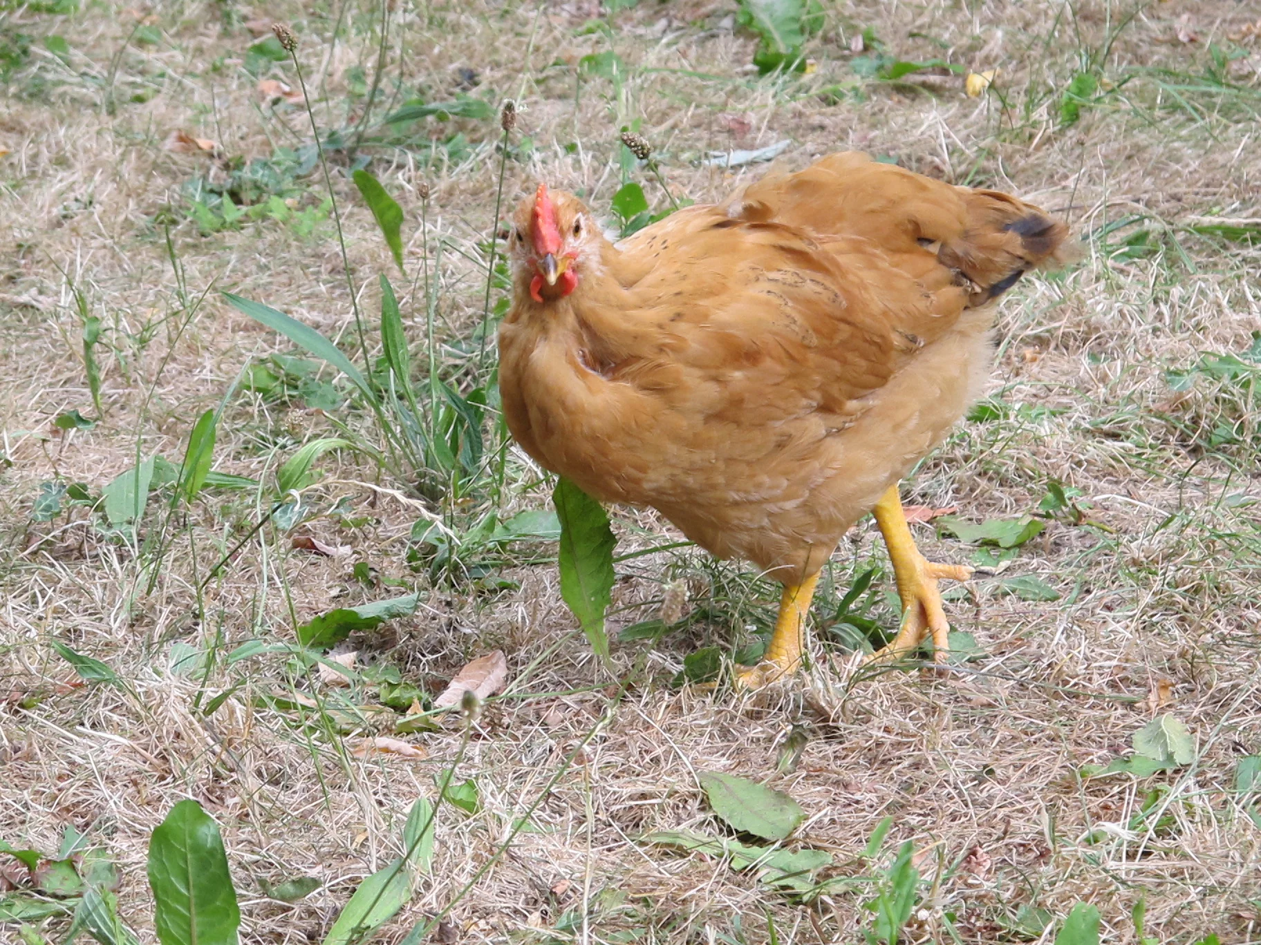 De kalder ham "Svaledræberen".