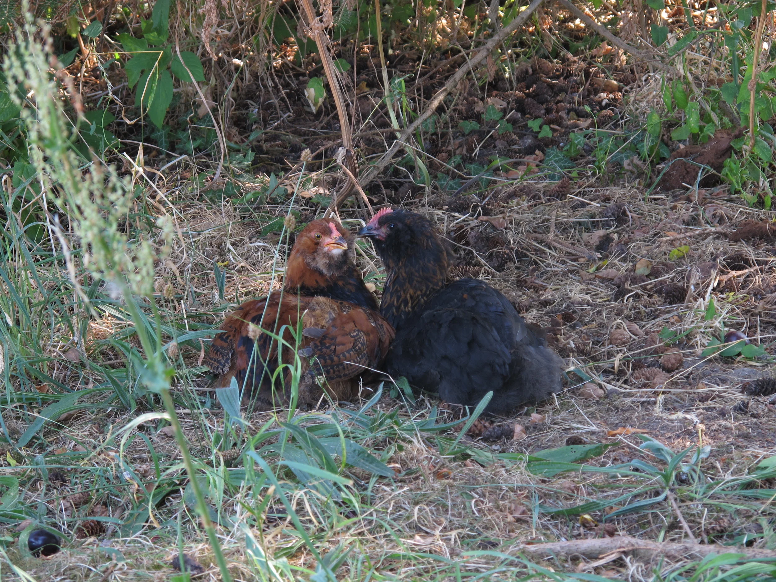 #26 Flugten fra hønsegården