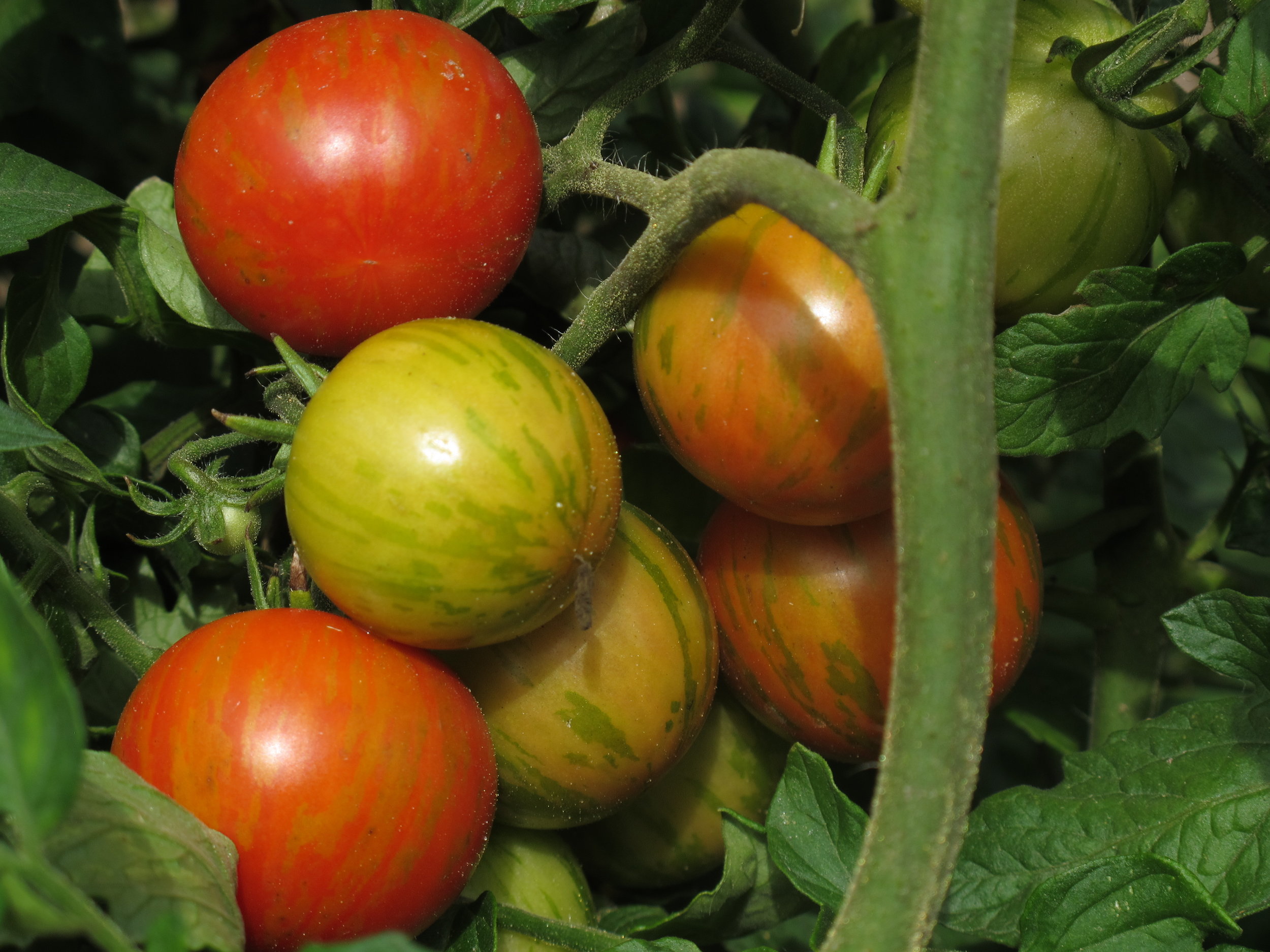 Jeg hiver omkring et kilo tomater ind om dagen for tiden