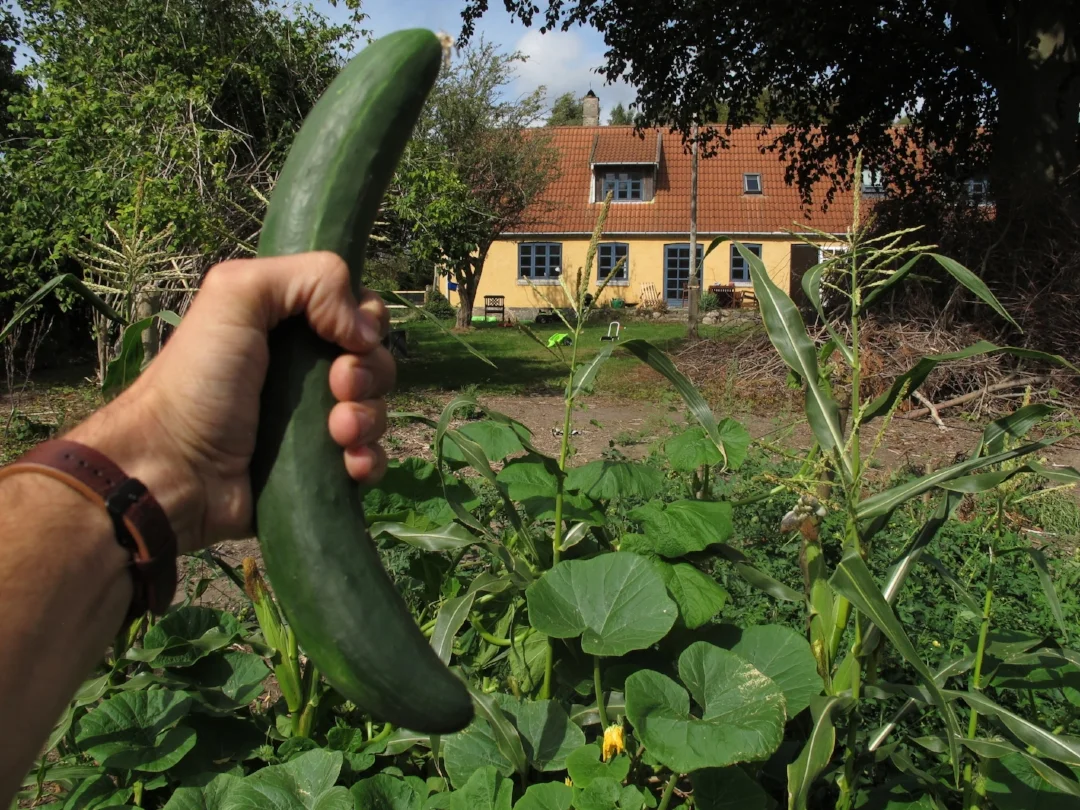 #29 Ny energi og konserves