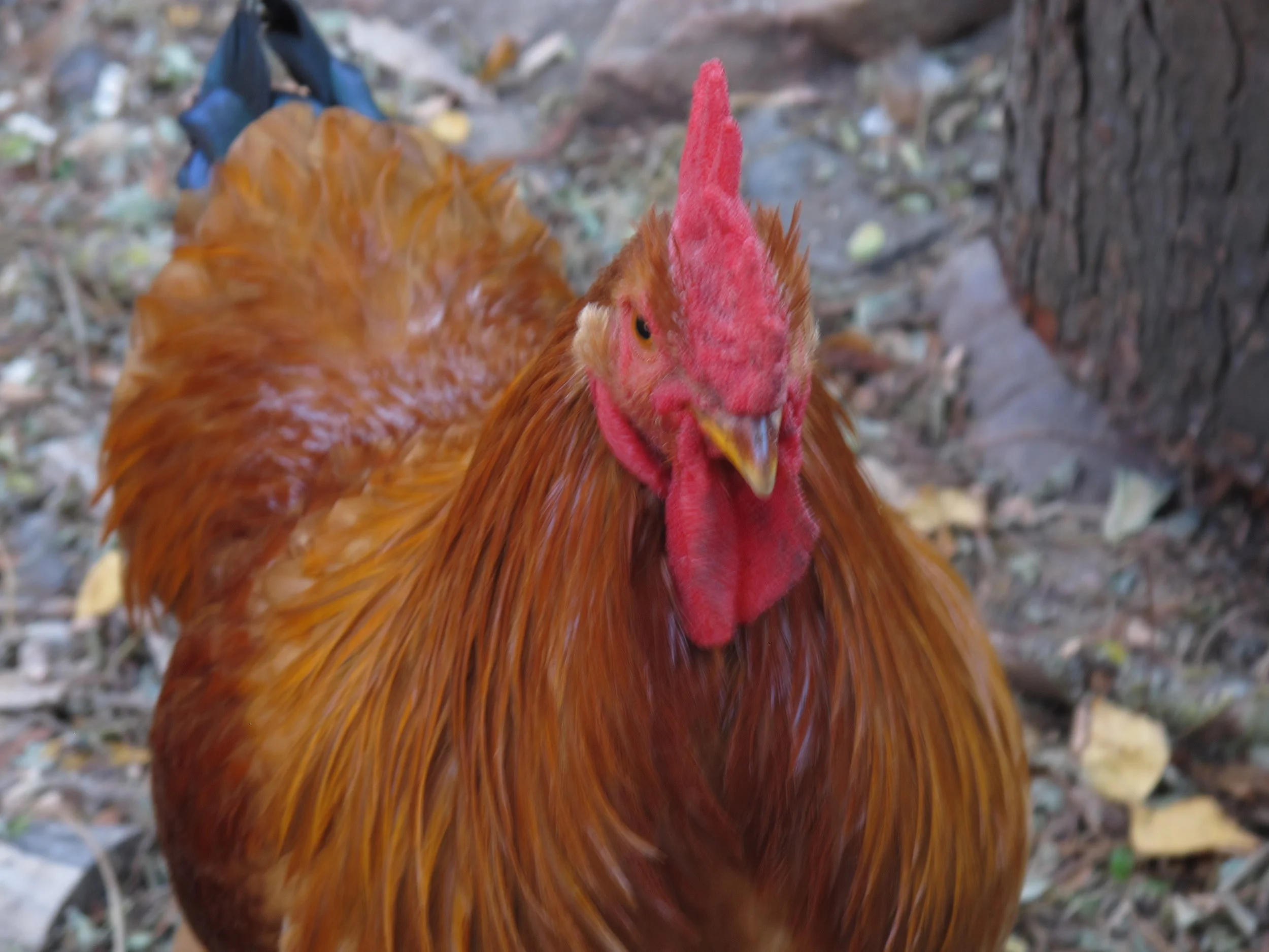 #32 Halefjeren der blev til fem (færre) høns