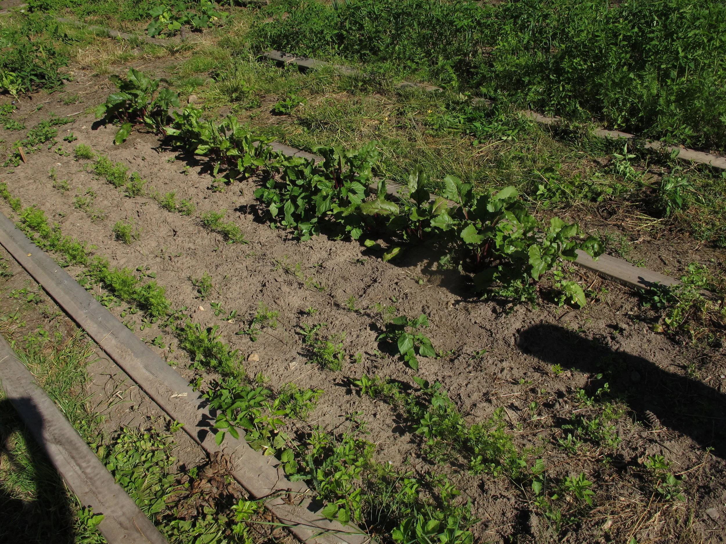 #43 Andet år som havedut