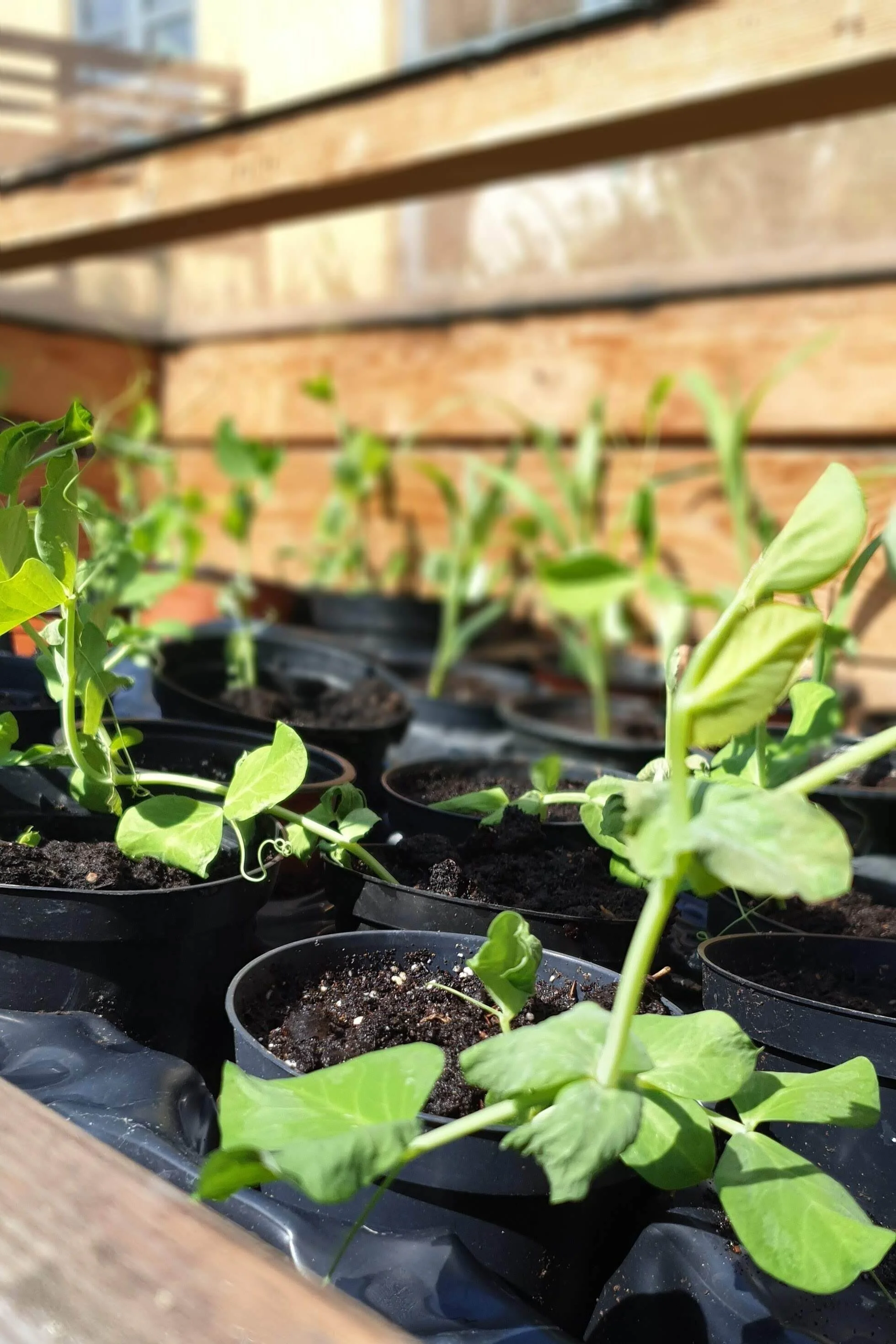 Ærteskud der venter i drivbænken på at komme ud i højbedene.