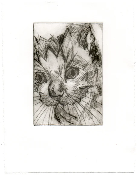 Scruffy Cat
