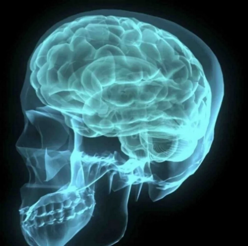 brain-001-1172516-1919x1184.jpg