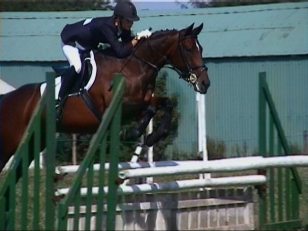 Performance showjumping horse osteopathy