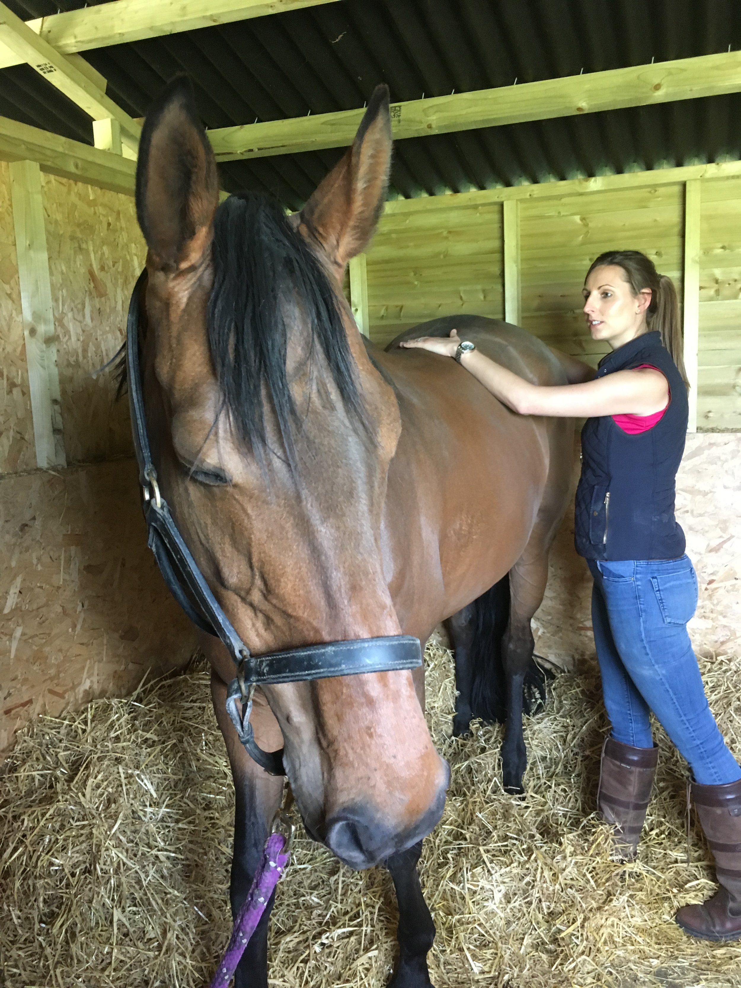 Equine cranial treatment