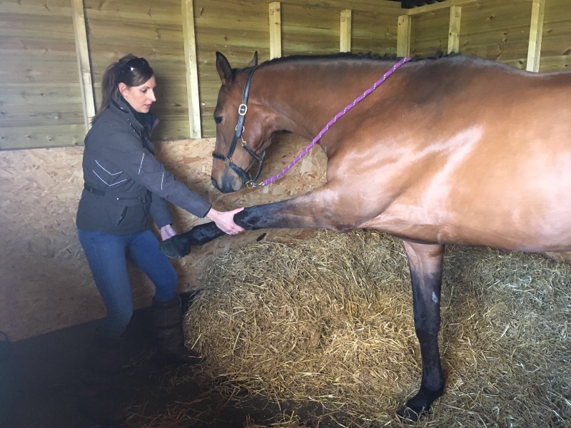 Osteopath treating horse shoulder