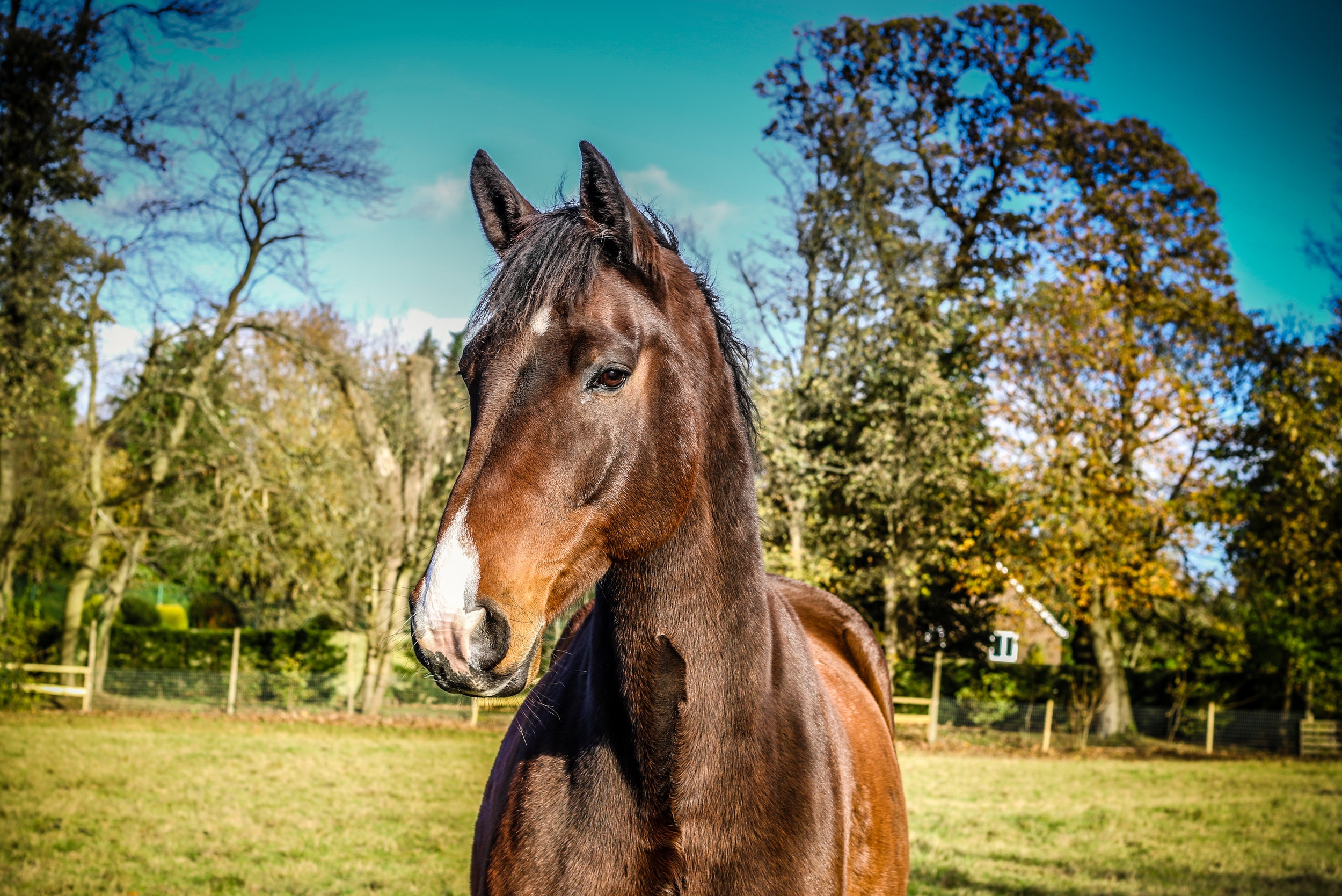 Specialist Equine osteopathic treatment