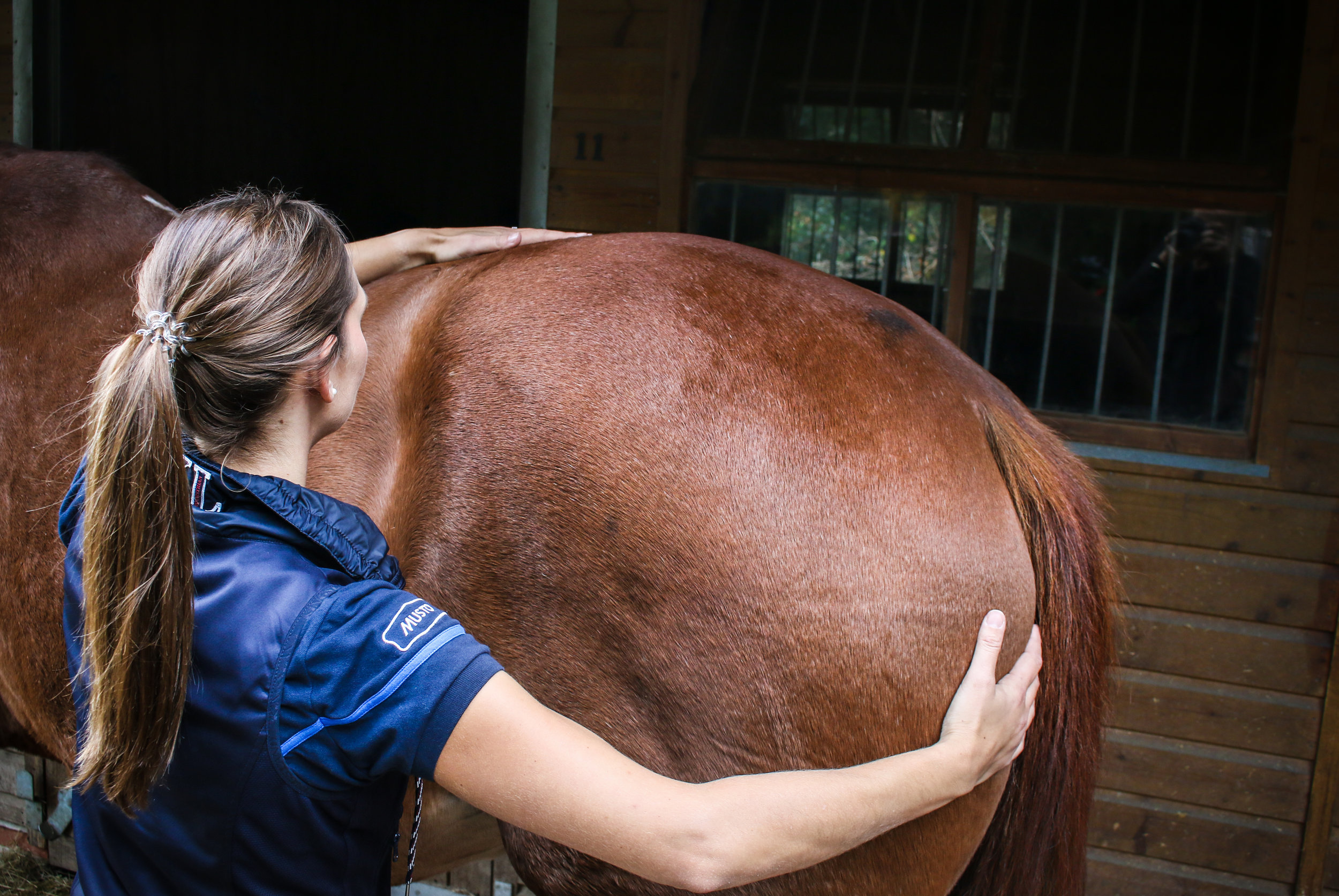 lumbar-sacral equine osteopath treatment