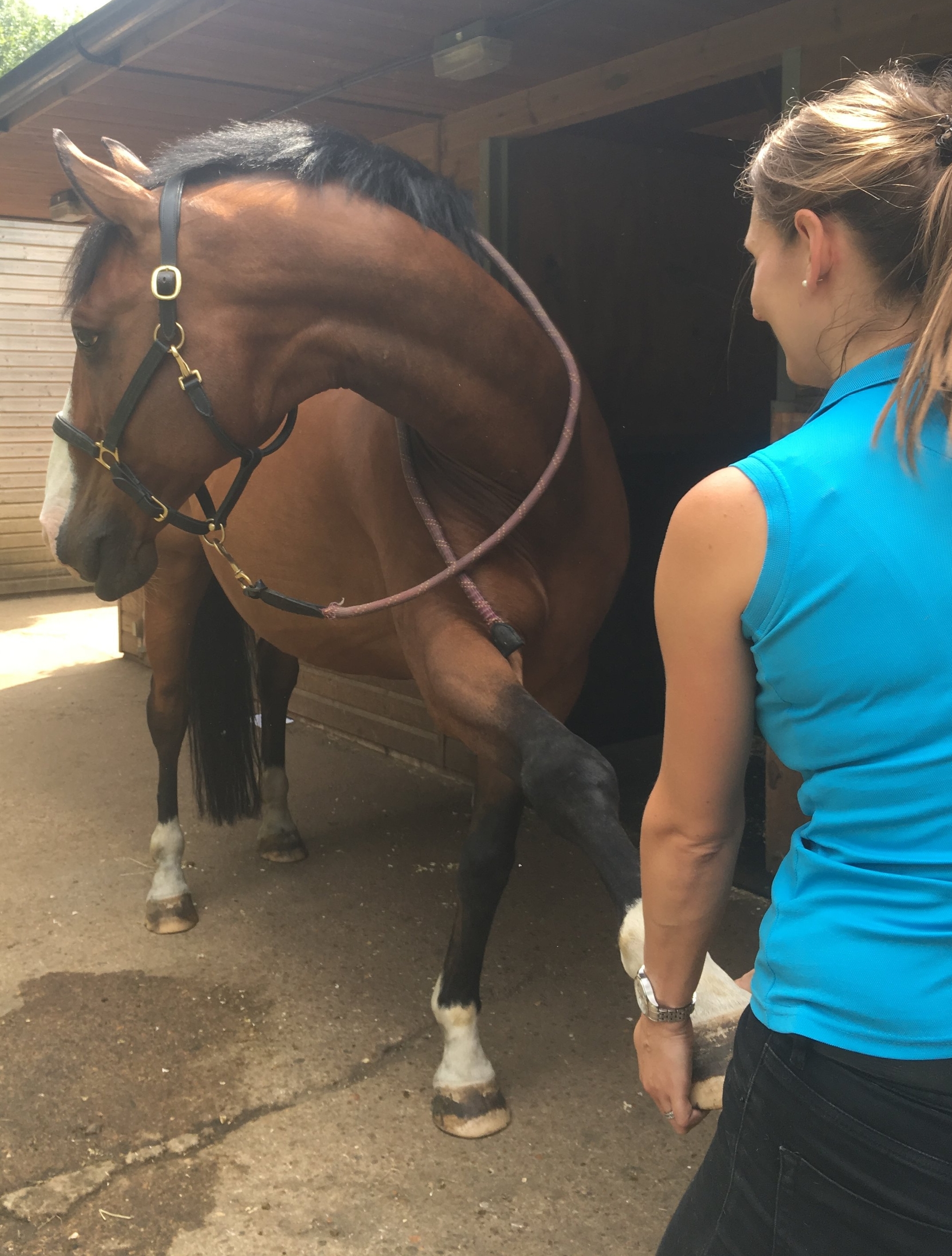 equine osteopathic stretch