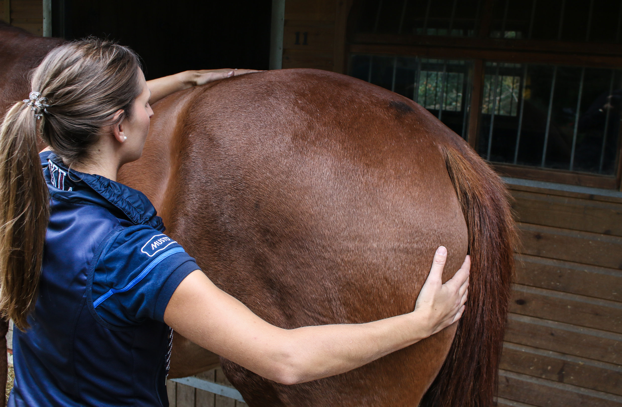 Equine massage treatment