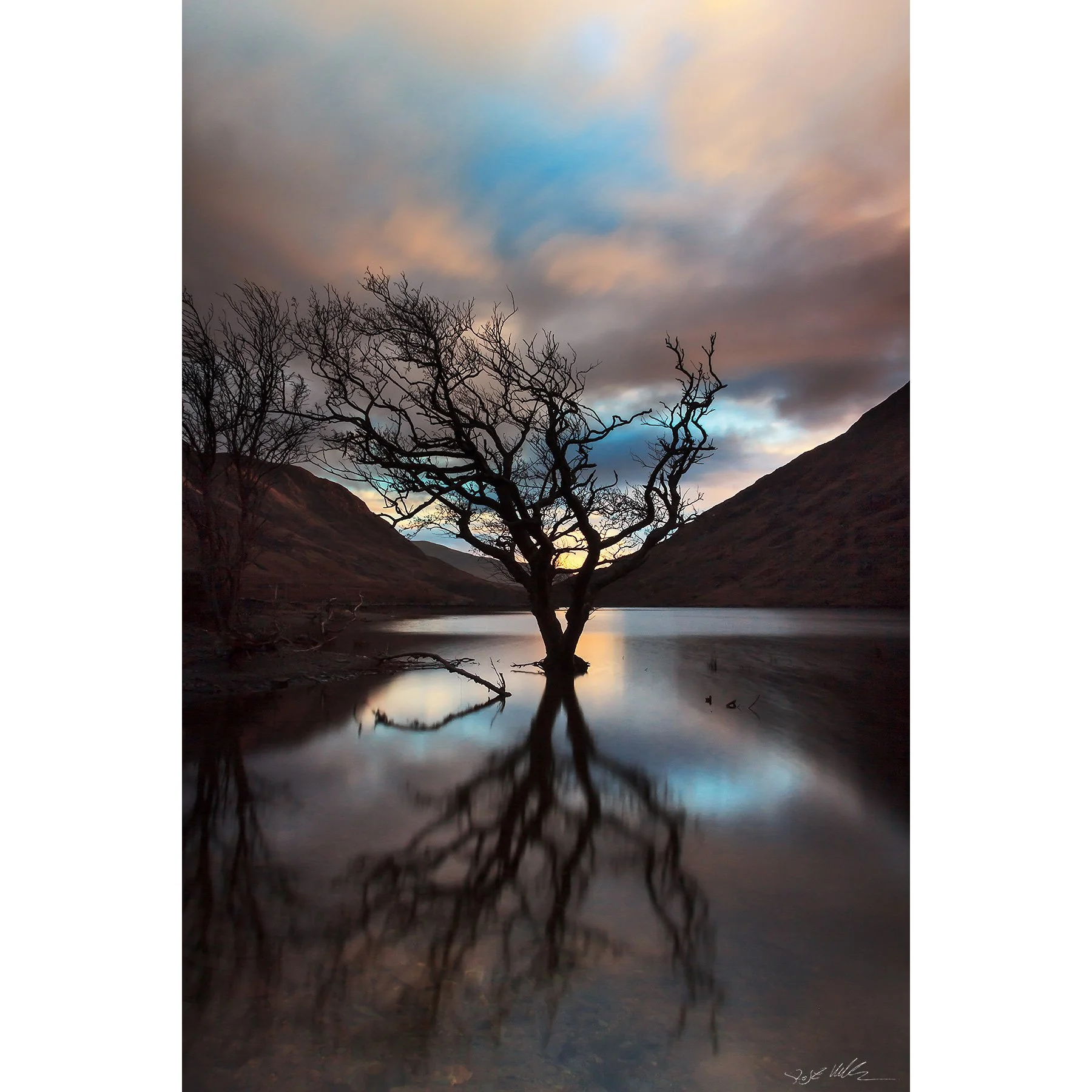 Mayo - Doolough tree winter.jpg