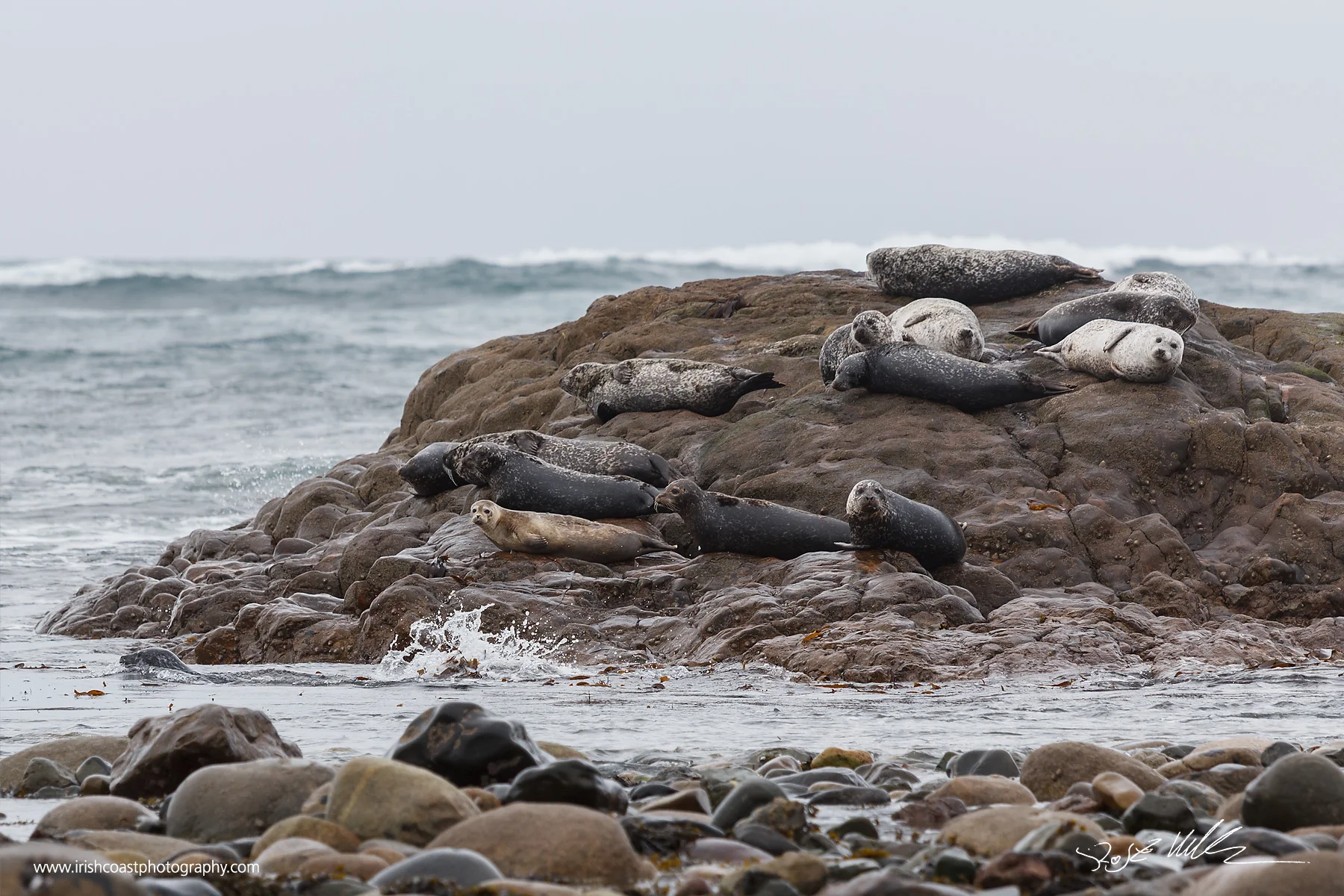 A colony of grey seals near Roonagh, Co. Mayo