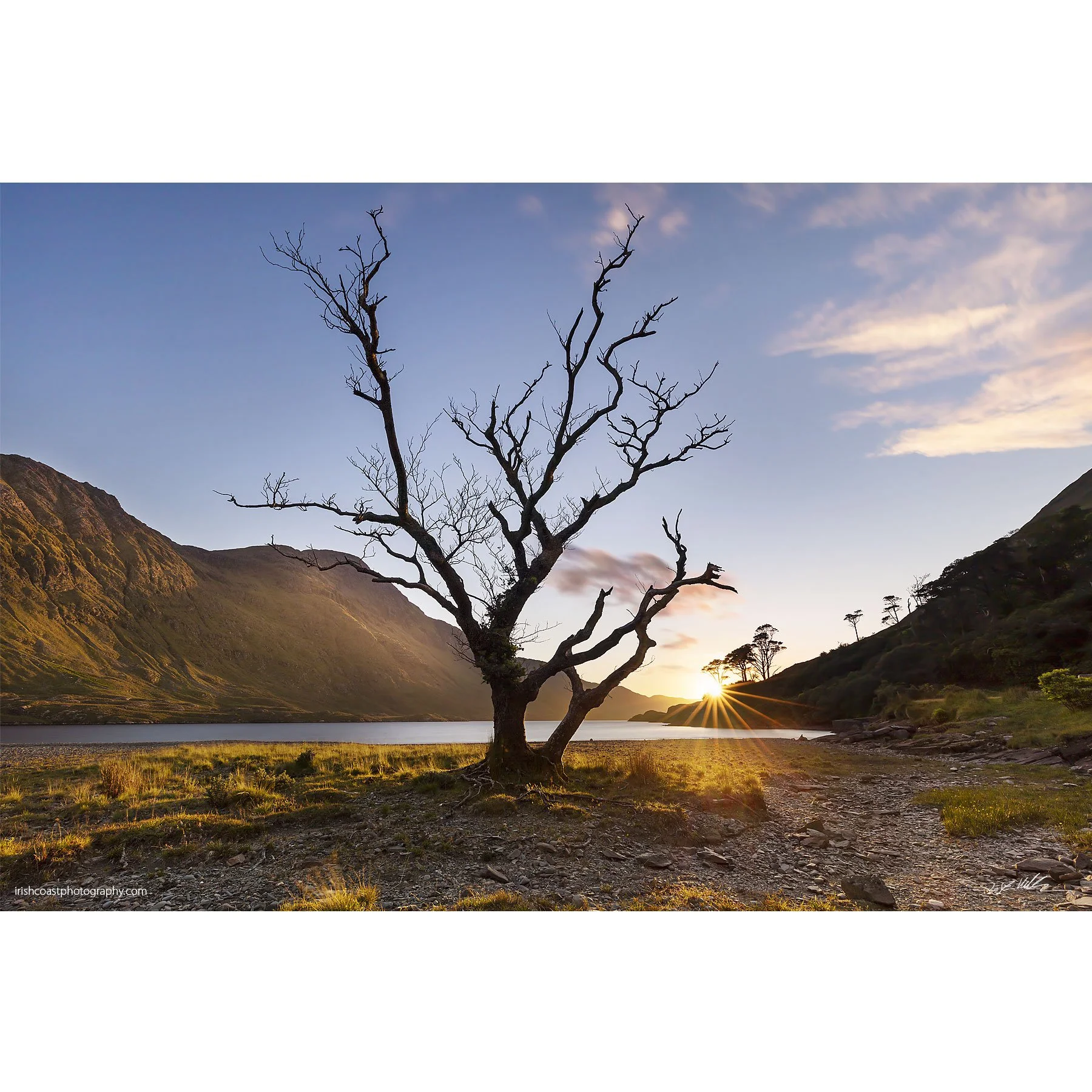 Mayo---Doolough-tree-summer-sunset.jpg