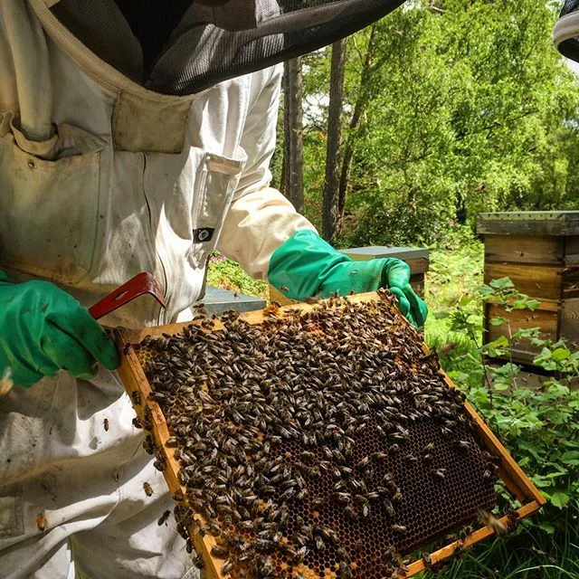 Inspecting the bees at Furzedown Farm Conservation area.