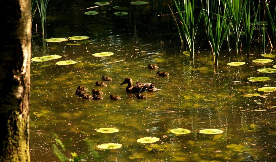   A mallard with a brood of ducklings.  