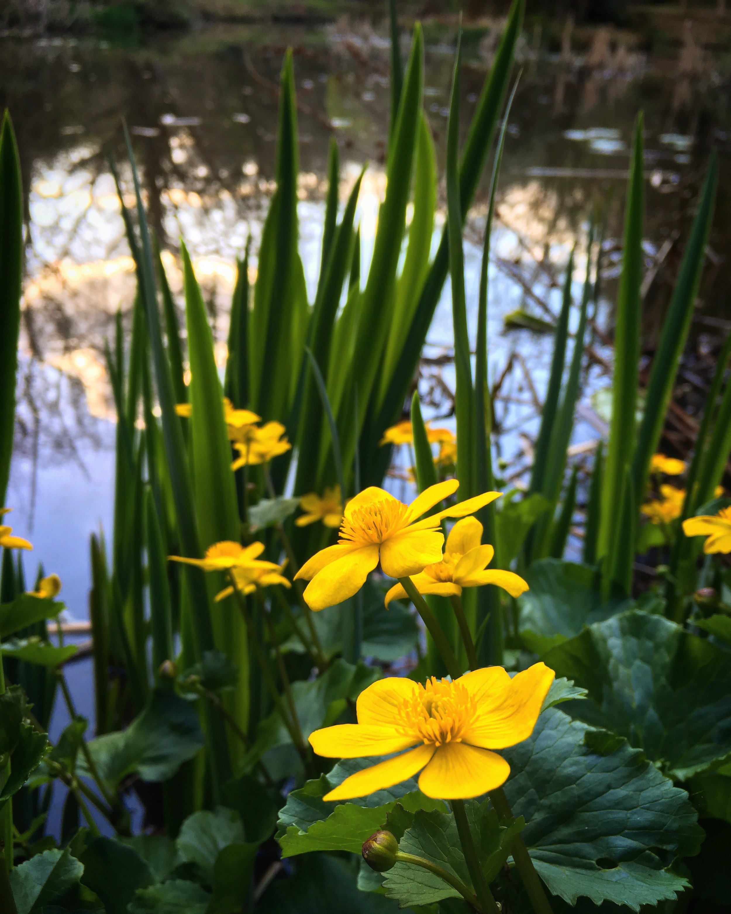   Marsh Marigold.  
