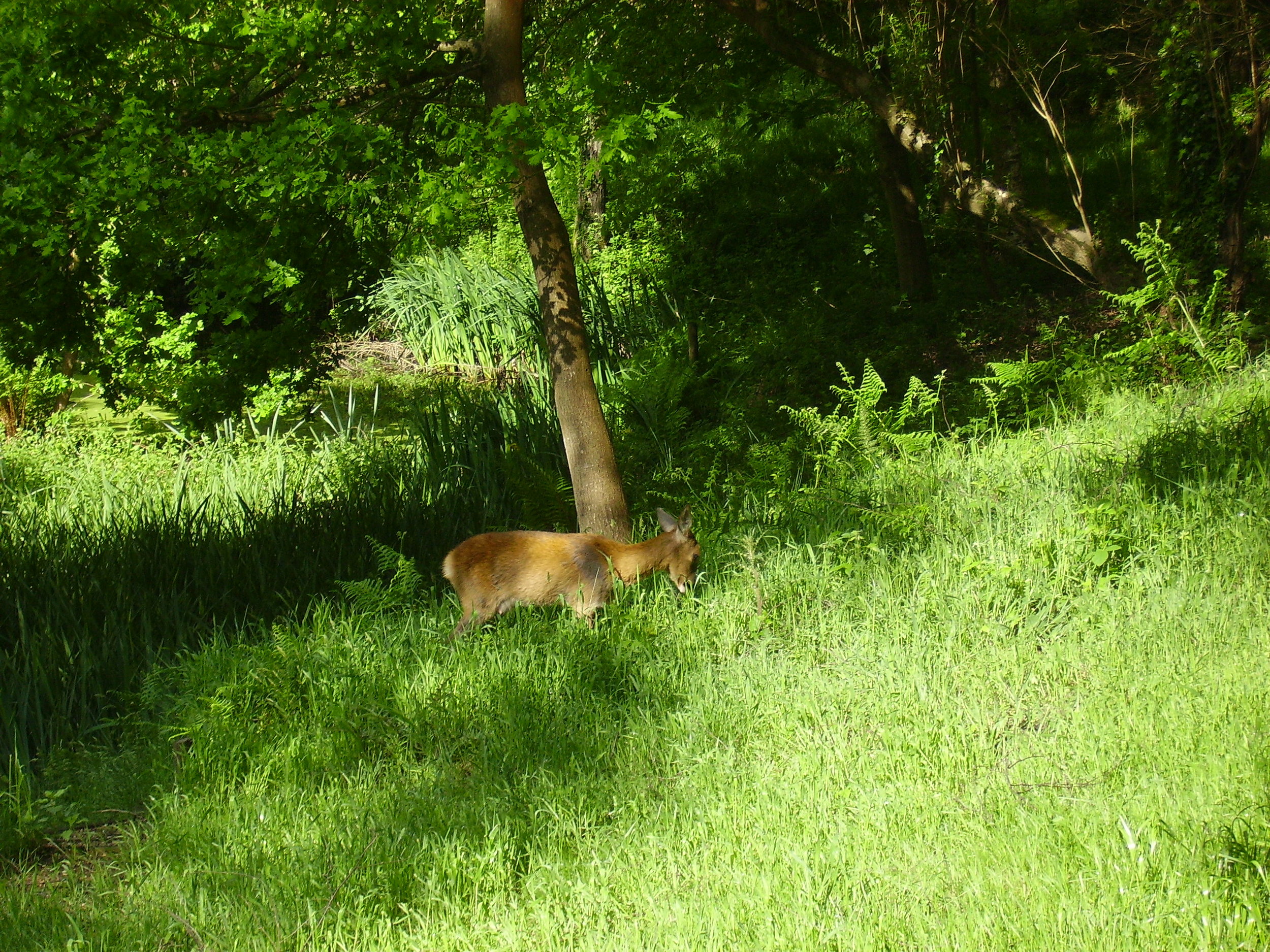   Roe deer.  