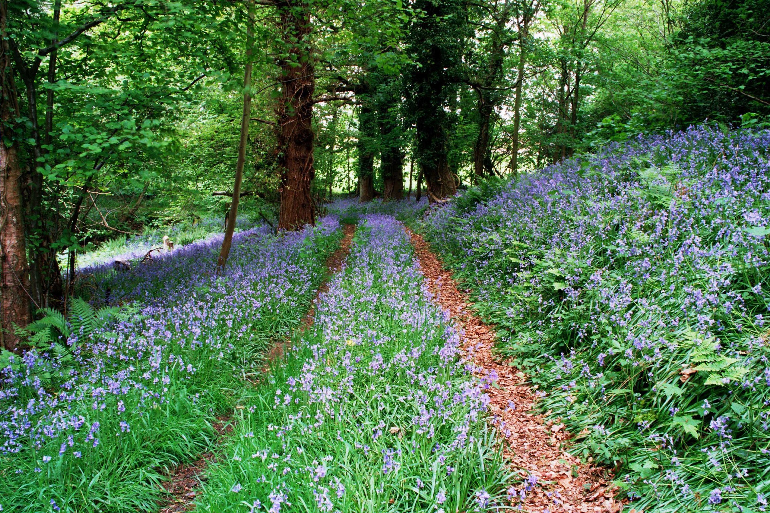   The Blue Bells.  