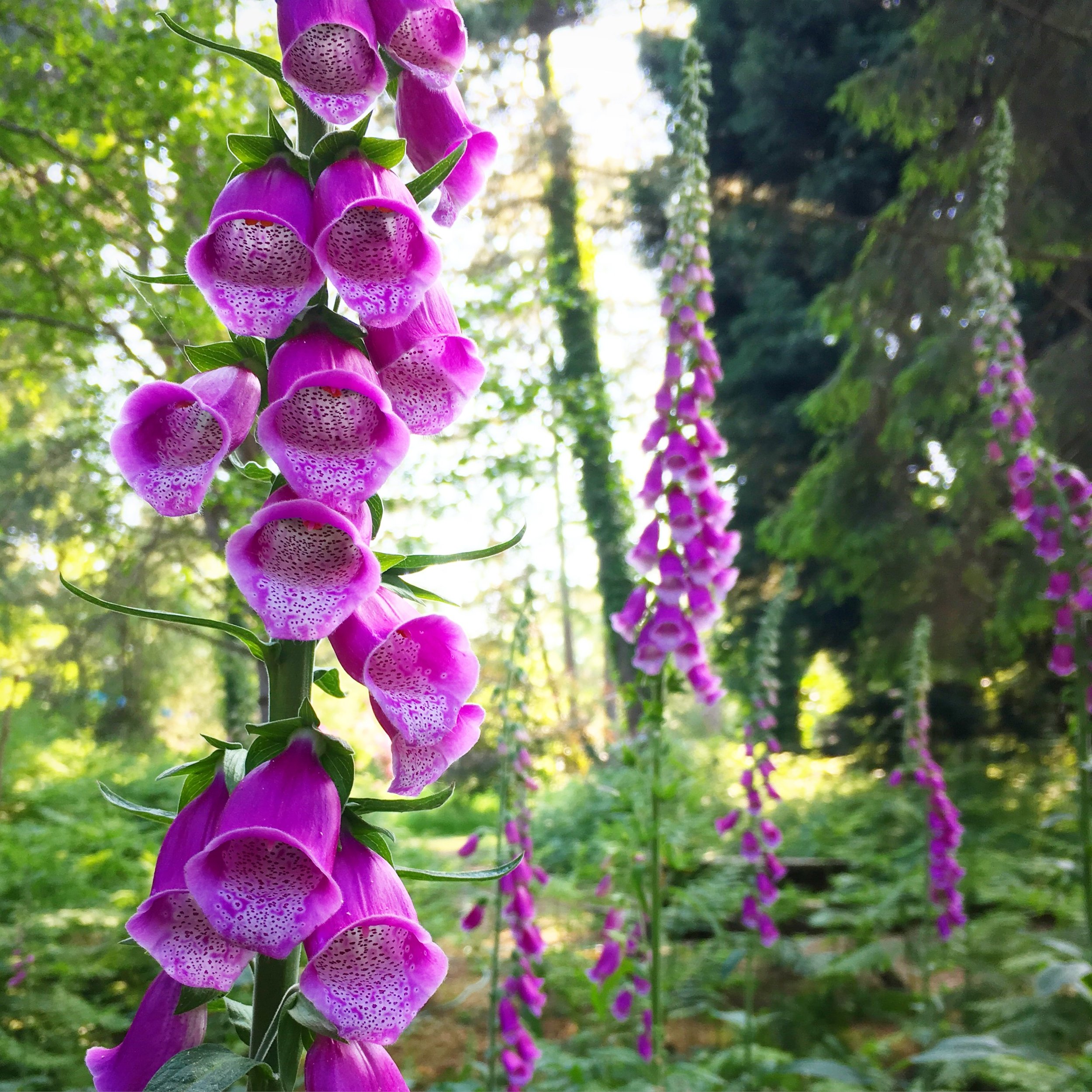   Fox Gloves.  