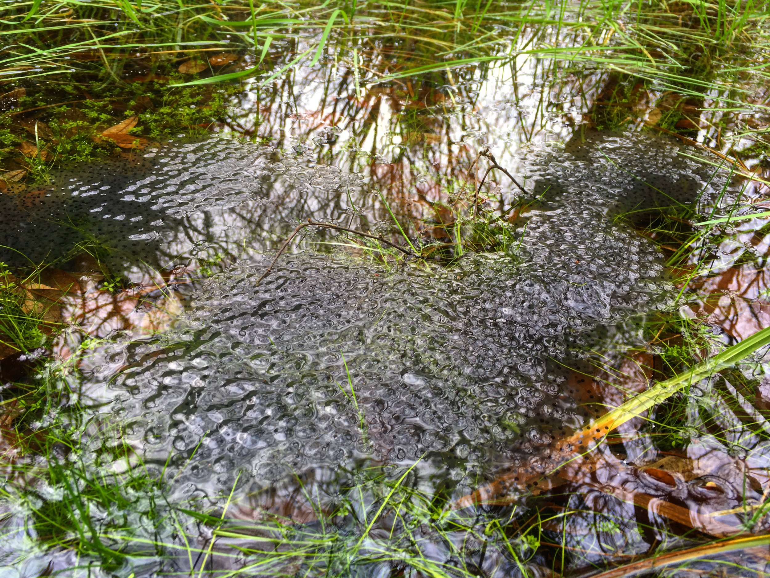   Frog Spawn.  