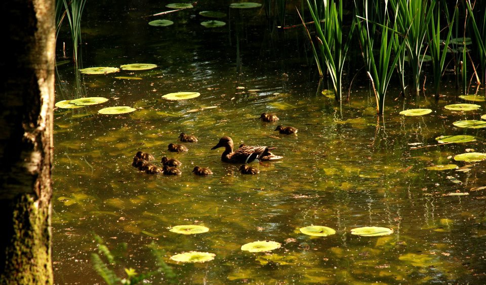   A Mother Mallard and her brood of ducklings.  