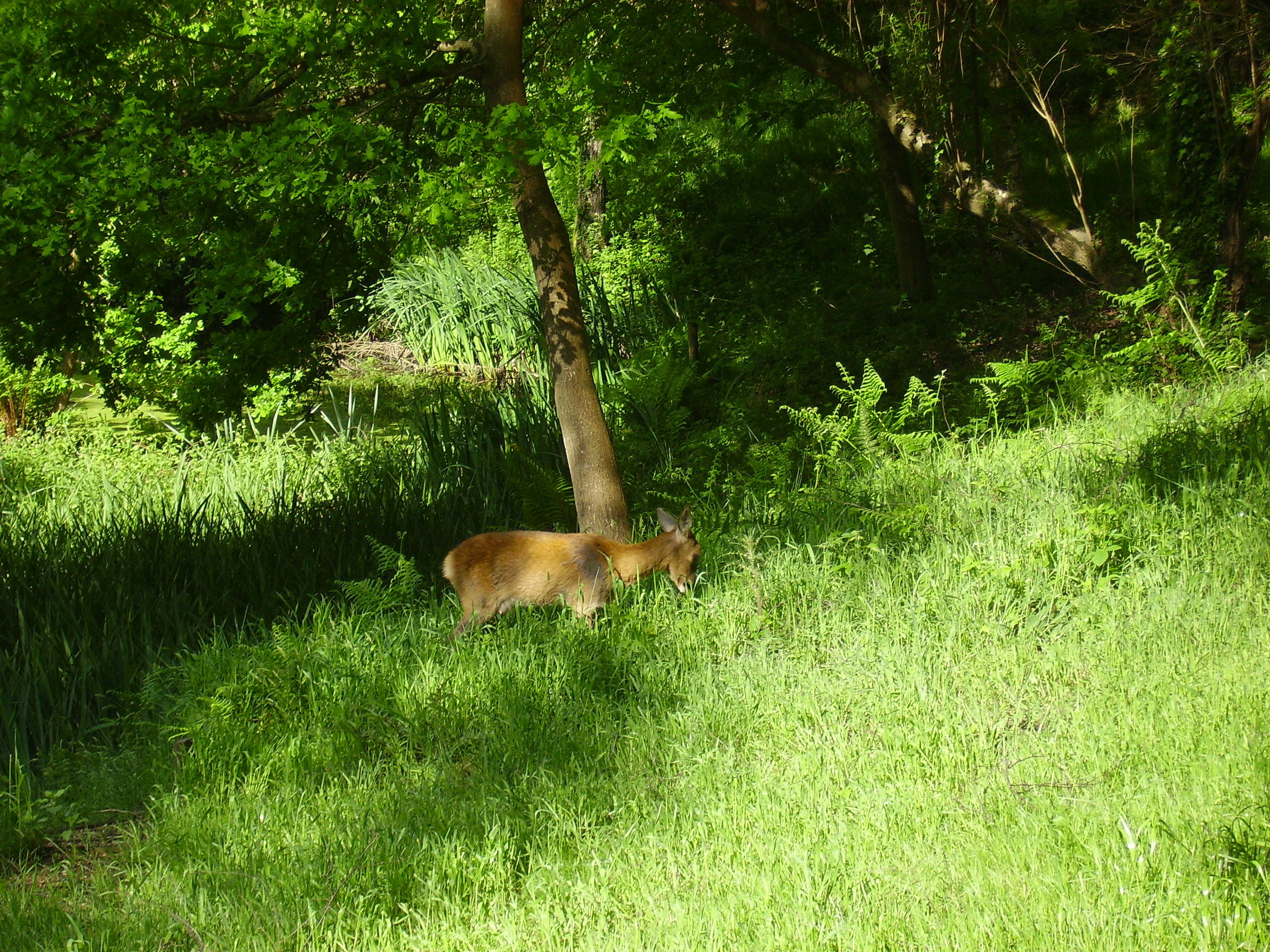   A Roe Deer.  