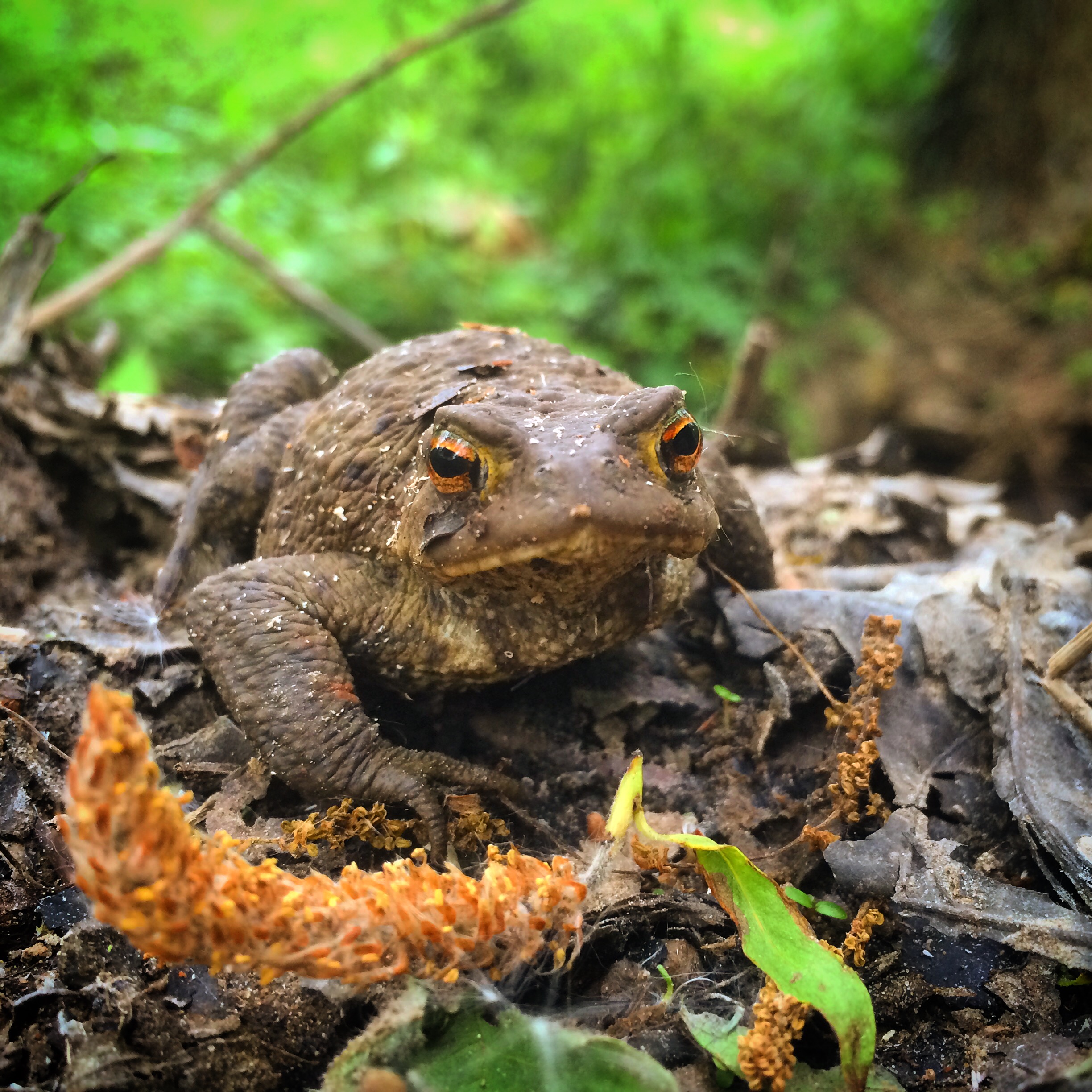   Toad.  