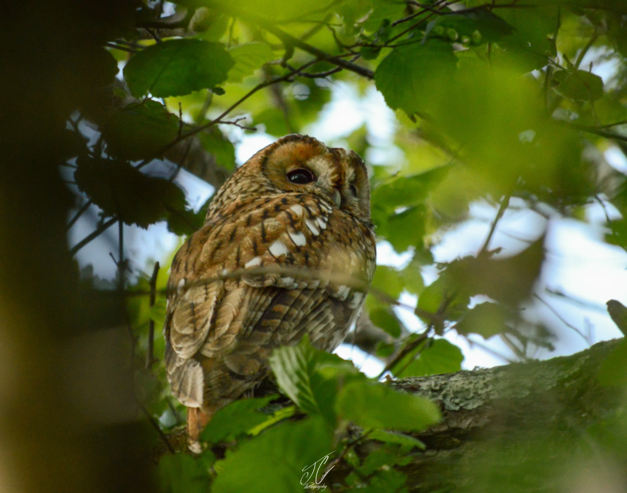 Tawny Owl. Photo by Jordan Callaghan