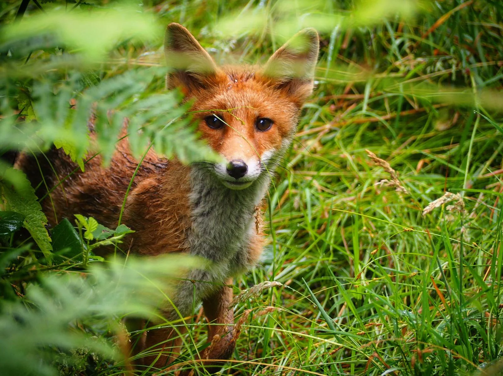 Photo of a young fox taken by Martin Noble.