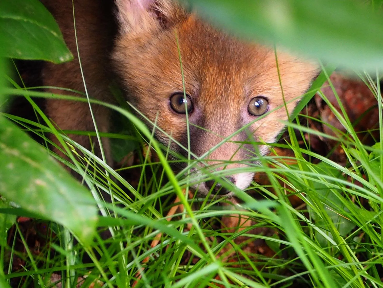 ‘Curious Cub’ by Martin Noble.