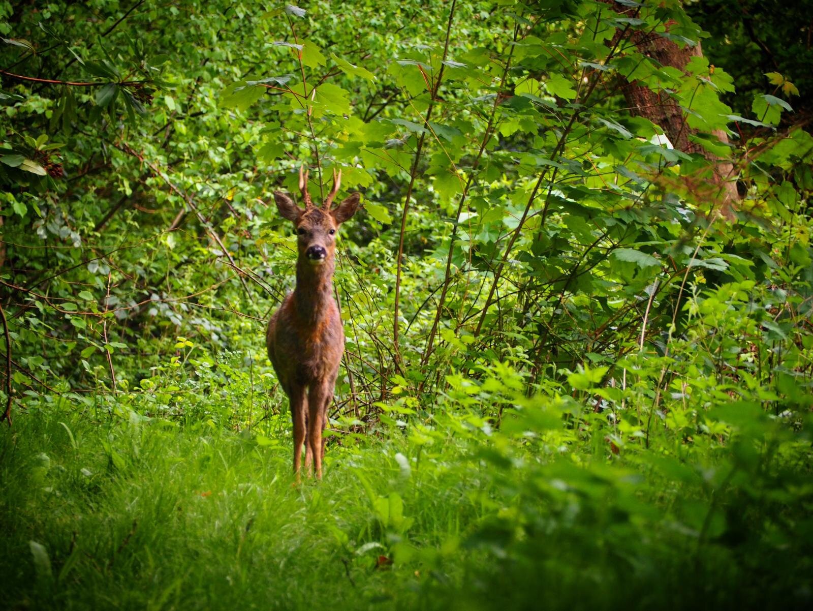   Roebuck. Photo by Martin Noble  