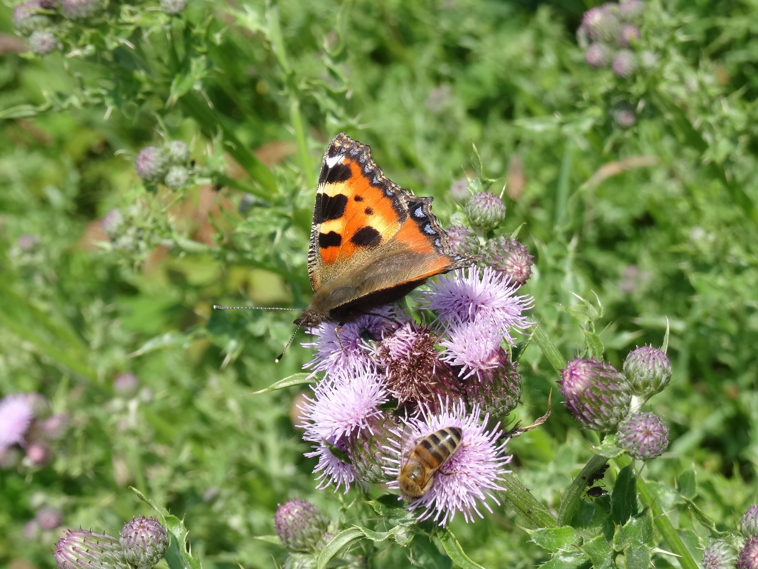  We were delighted to see the return of Tortoise shell butterflies to the meadow in summer 2021. 