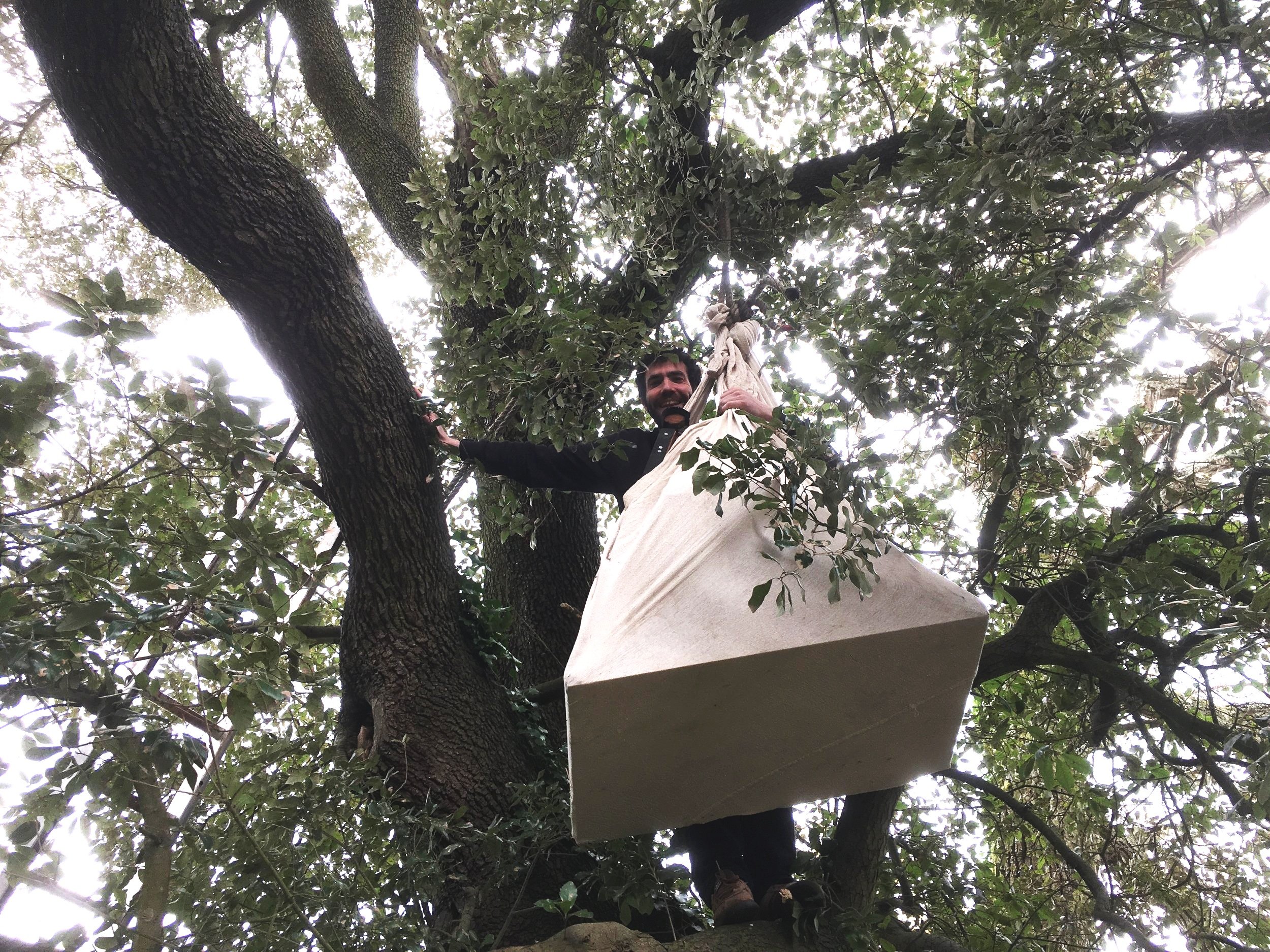  Tom up an evergreen oak, hoisting a new barn owl box into position. 