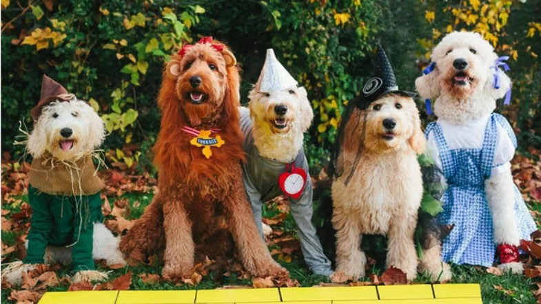Labradoodle Halloween Costume 2022 The Best Halloween Costumes For Dogs Behind The Leaf