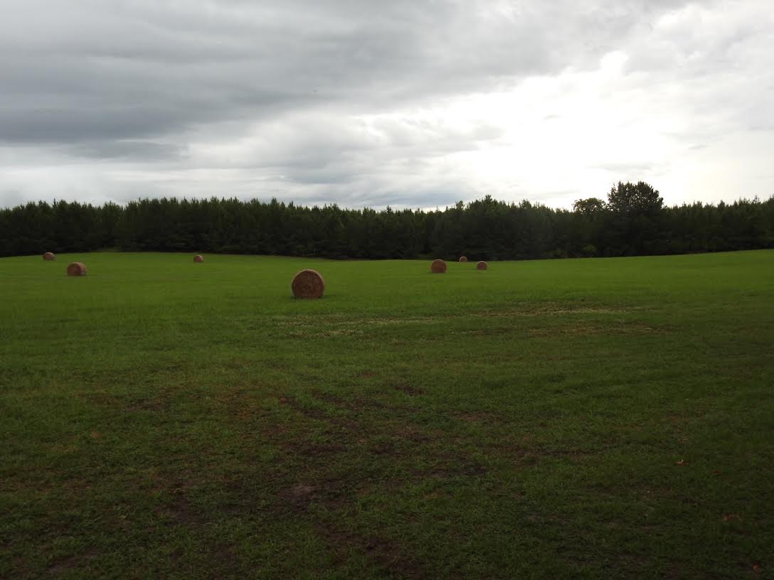 Hay Field.jpg