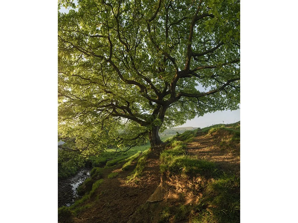Oak tree on the banks of a stream, Gibb Hey
