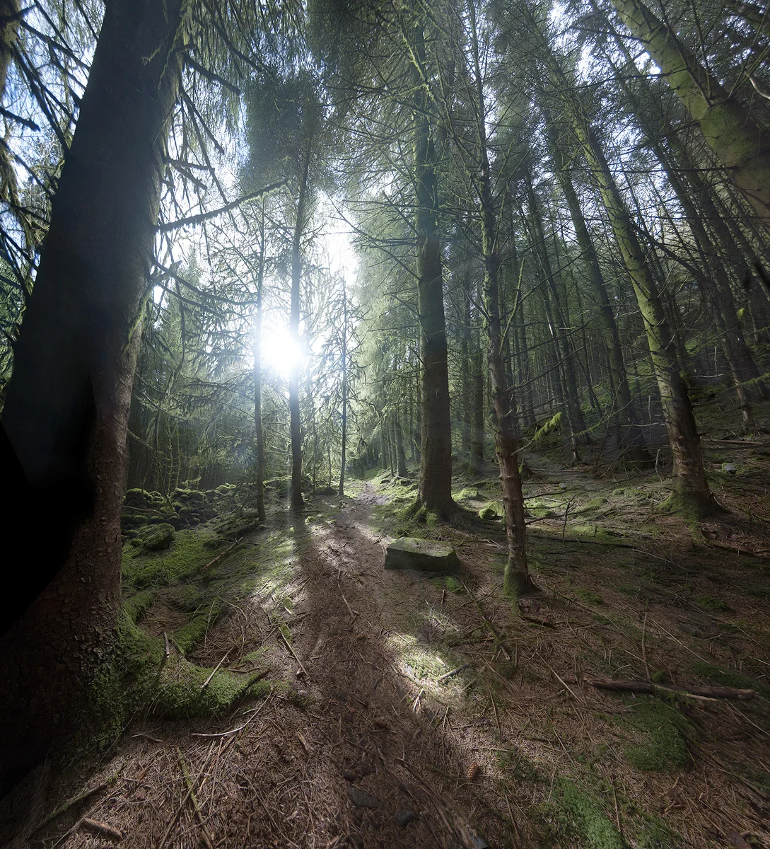 Forest Path, Brecon Beacons