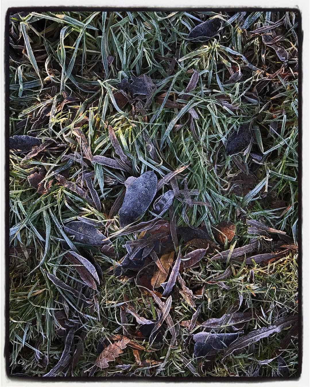 IMG_3674.jpeg