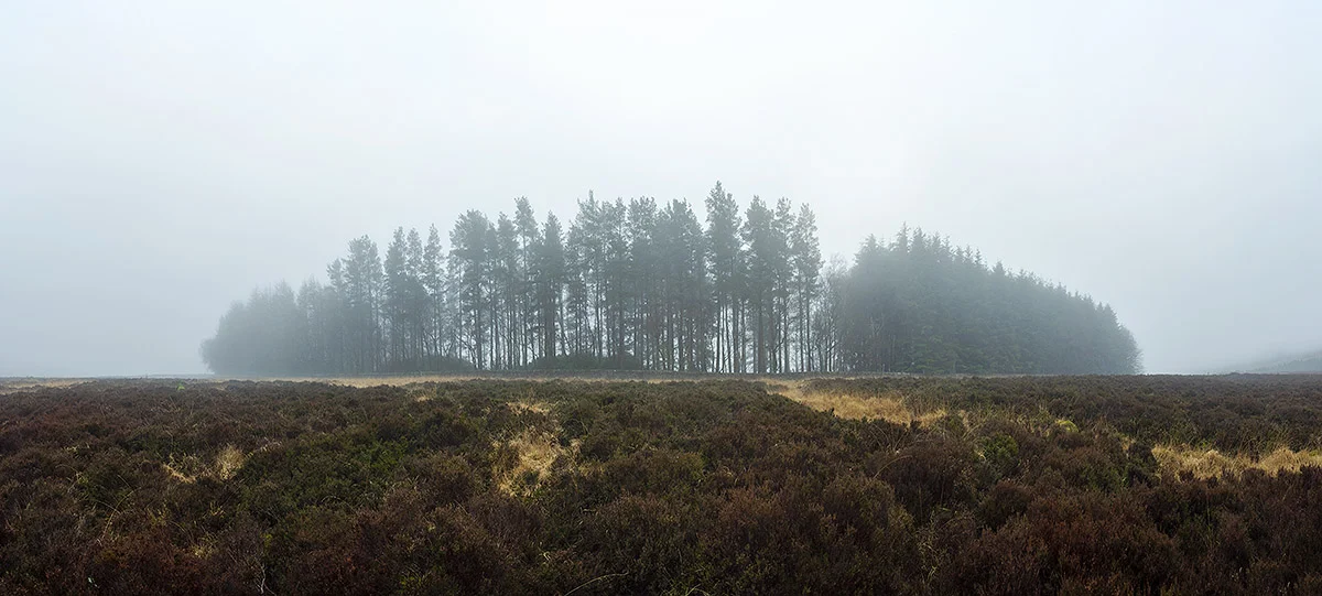 Trees and moorland, Northumberland