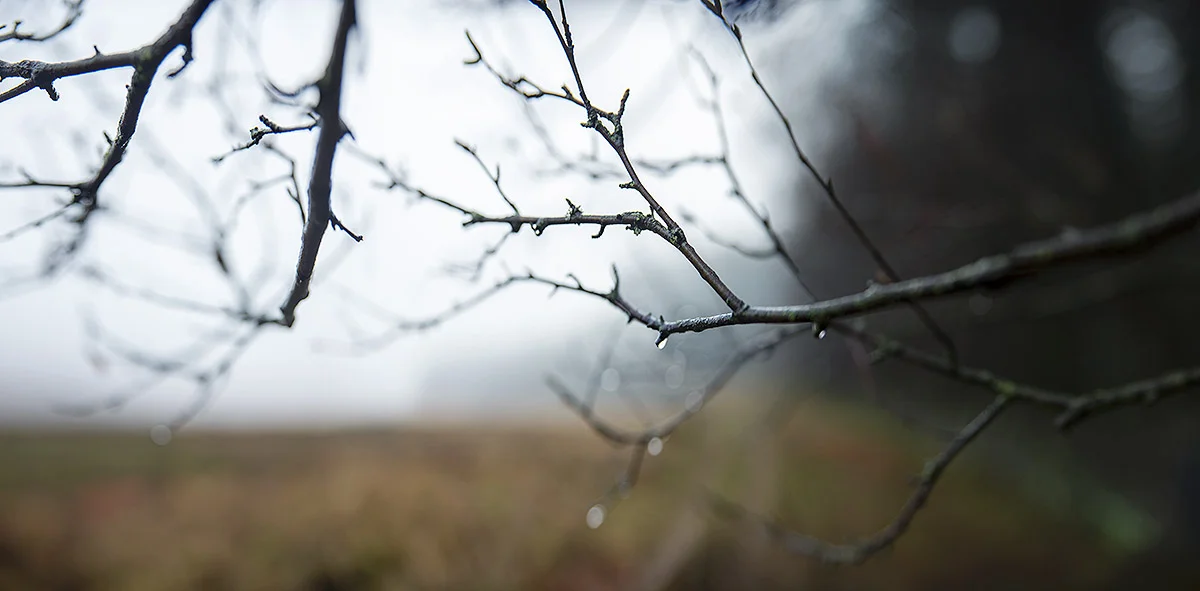 On the edge of Northumberland Moorland