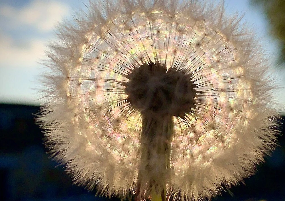 Spectrum Of Colour In A Dandelion  Available to own as a  print  or  postcard
