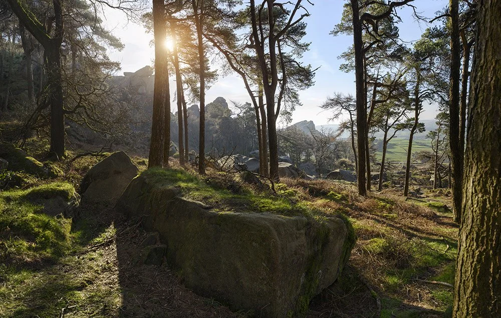  Woodland by the Roaches  Available to own as a  print  