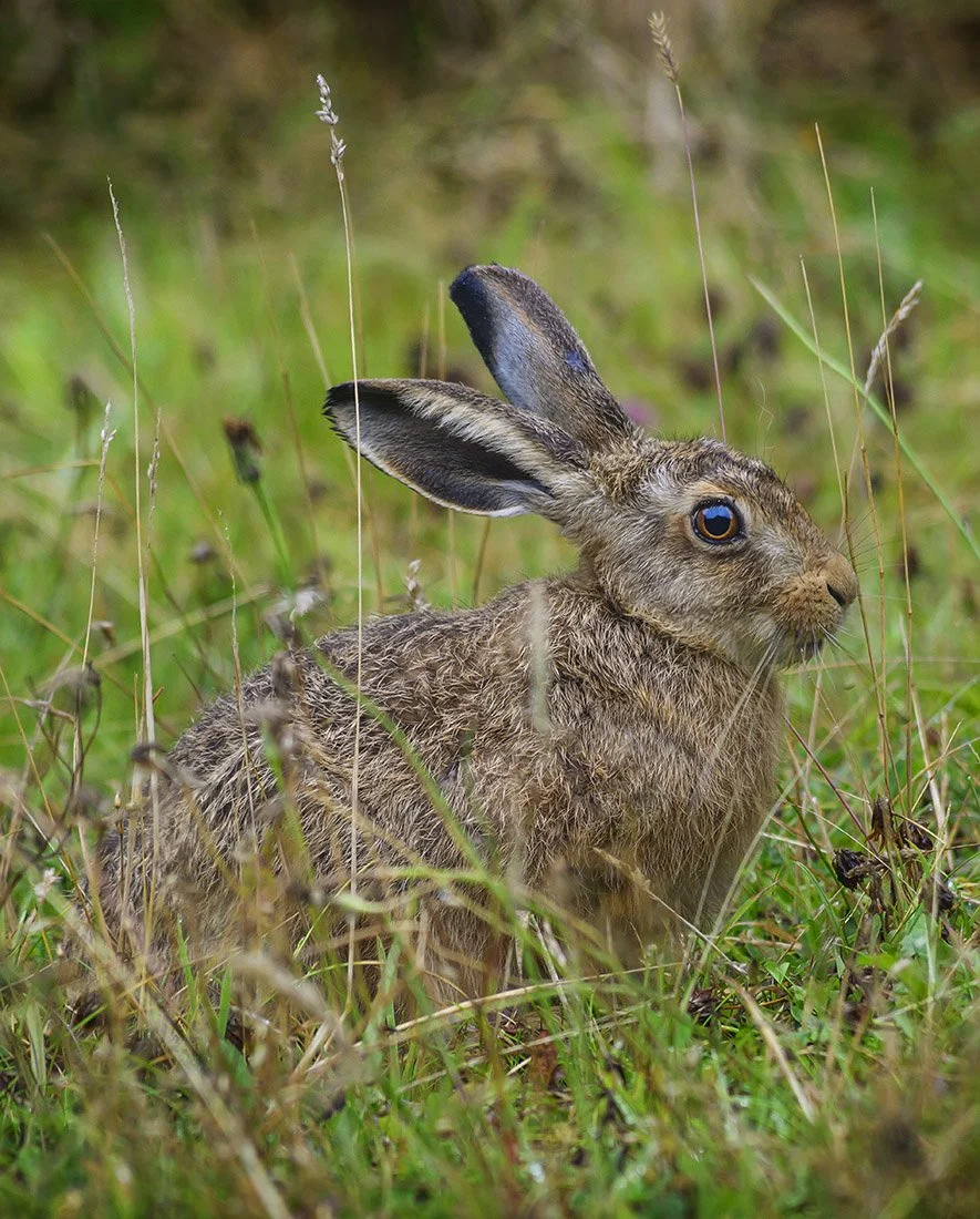  Hare in the grass  Available to own as a  print  