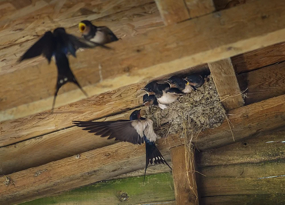  Swallows feeding 