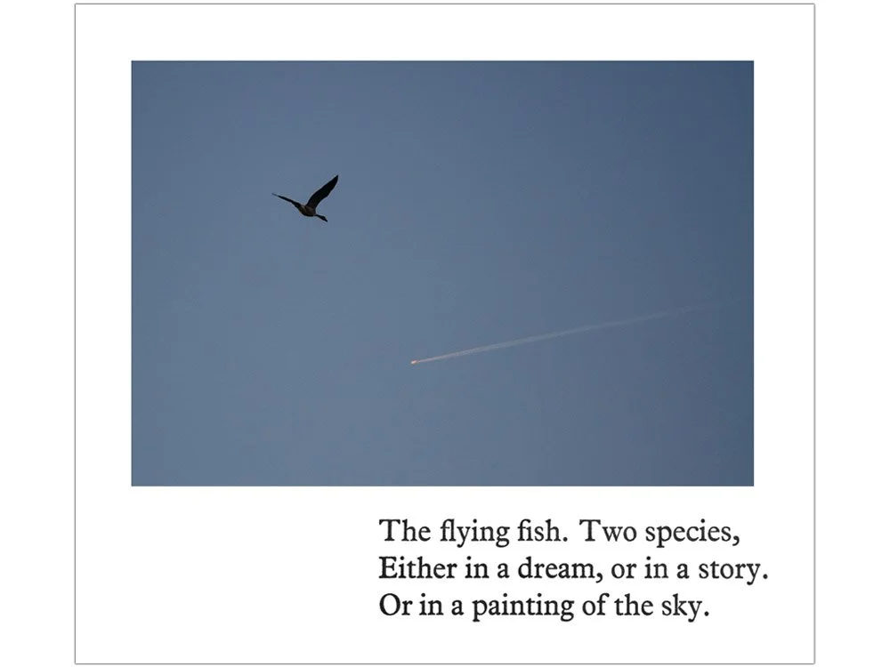 The flying fish